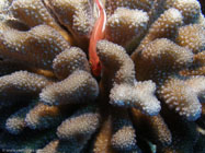 Arc-Eye Hawkfish / Paracirrhites arcatus / Kona, Dezember 14, 2005 (1/100 sec at f / 5,6, 9 mm)