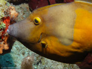 Whitespotted Filefish / Cantherhines mascrocerus / Copacabana Divescenter, März 15, 2006 (1/80 sec at f / 5,6, 13.2 mm)