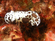 Nudibranch / Peltodoris atromaculata / Porquerolle, September 05, 2006 (1/100 sec at f / 5,6, 14.5 mm)