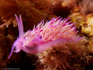 Nudibranch / Flabellina affinis / Porquerolle, September 05, 2006 (1/200 sec at f / 8,0, 11.5 mm)