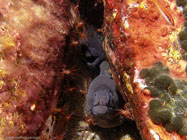 Mediterranean moray / Muraena helena / Porquerolle, September 06, 2006 (1/125 sec at f / 5,6, 5.7 mm)