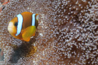 Barrier Reef Anemonefish / Amphiprion akindynos / Eddy Reef, Juli 21, 2007 (1/160 sec at f / 8,0, 62 mm)