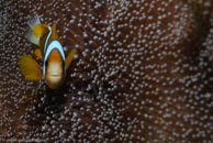 Barrier Reef Anemonefish / Amphiprion akindynos / Eddy Reef, Juli 21, 2007 (1/160 sec at f / 8,0, 62 mm)