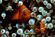 Spine-cheek Anemonefish / Premnas biaculeatus / Eddy Reef, Juli 21, 2007 (1/160 sec at f / 8,0, 62 mm)