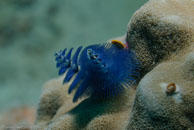 Christmas tree worm / Spirobranchus giganteus / Eddy Reef, Juli 21, 2007 (1/160 sec at f / 8,0, 62 mm)