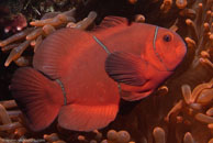 Spine-cheek Anemonefish / Premnas biaculeatus / Eddy Reef, Juli 21, 2007 (1/160 sec at f / 8,0, 62 mm)