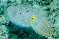 Broadclub Cuttlefish / Sepia latimanus / Eddy Reef, Juli 21, 2007 (1/160 sec at f / 8,0, 62 mm)