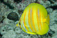 Goldbarred Butterflyfish / Chaetodon rainfordi / Eddy Reef, Juli 21, 2007 (1/160 sec at f / 8,0, 45 mm)