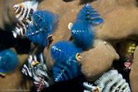 Christmas tree worm / Spirobranchus giganteus / Eddy Reef, Juli 21, 2007 (1/160 sec at f / 8,0, 62 mm)