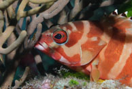 Black-tipped Grouper / Epinephelus fasciatus / Tenement I, Juli 12, 2007 (1/125 sec at f / 9,0, 105 mm)