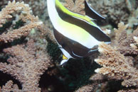 Moorish Idol / Zanclus cornutus / Coral Grotto, Juli 13, 2007 (1/200 sec at f / 6,3, 62 mm)