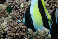 Moorish Idol / Zanclus cornutus / Coral Grotto, Juli 13, 2007 (1/200 sec at f / 6,3, 62 mm)