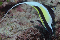 Moorish Idol / Zanclus cornutus / Coral Grotto, Juli 13, 2007 (1/200 sec at f / 6,3, 62 mm)