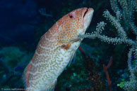 Tiger grouper / Mycteroperca tigris / Las Cuevas de Pipo, März 24, 2008 (1/80 sec at f / 7,1, 62 mm)