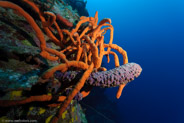 El Coral, Bahia de Cochinos, Cuba;  1/80 sec at f / 7,1, 10 mm