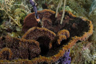 Orange elephant ear sponge / Agelas clathrodes / Patrizia, April 07, 2012 (1/125 sec at f / 8,0, 16 mm)