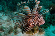 Common lionfish / Pterois volitans / Patrizia, April 07, 2012 (1/125 sec at f / 8,0, 14 mm)