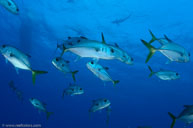 Horse-eye jack / Caranx latus / El Farallon, April 08, 2012 (1/200 sec at f / 11, 17 mm)