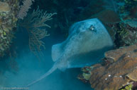 Southern stingray / Dasyatis americana / Cabezo Apurra, April 11, 2012 (1/250 sec at f / 9,0, 17 mm)