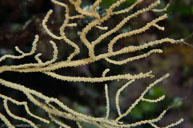 Sea fan / Eunicella cavolini / La Balise, Oktober 13, 2012 (1/250 sec at f / 11, 105 mm)