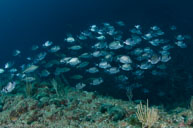 Common two-banded seabream / Diplodus vulgaris / Petit Moure, Oktober 16, 2012 (1/320 sec at f / 9,0, 14 mm)