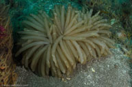 Squid eggs / Doryteuthis opalescens  / Goldfish Bowl, August 10, 2013 (1/200 sec at f / 13, 17 mm)