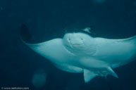 Bat ray / Myliobatis californica / Garden Spot, August 11, 2013 (1/160 sec at f / 10, 60 mm)