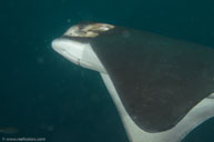 Bat ray / Myliobatis californica / Garden Spot, August 11, 2013 (1/160 sec at f / 10, 60 mm)