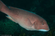 Sheephead / Semicossyphus pulcher / Landing Cove, August 11, 2013 (1/160 sec at f / 9,0, 60 mm)