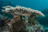 Stony coral / Acropora cf. hyacinthus / Bommie, Juli 07, 2013 (1/200 sec at f / 8,0, 14 mm)