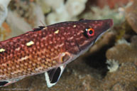 Longnose hogfish / Bodianus prognathus / Bommie, Juli 07, 2013 (1/200 sec at f / 16, 105 mm)