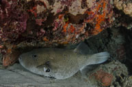  / Arothron stellatus / Viv's, Juli 09, 2013 (1/160 sec at f / 8,0, 17 mm)