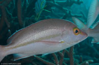 Yellow-banded snapper / Lutjanus adetii / Pam's Point, Juli 12, 2013 (1/200 sec at f / 8,0, 60 mm)