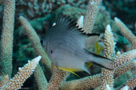  / Amblyglyphidodon leucogaster / Pam's Point, Juli 12, 2013 (1/200 sec at f / 10, 60 mm)