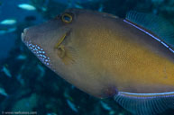  / Melichthys niger / Viv's, Juli 12, 2013 (1/250 sec at f / 13, 60 mm)