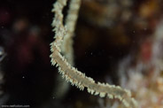 Rabbis Reef, Hawaii, USA;  1/200 sec at f / 14, 105 mm