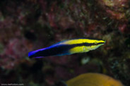 Rabbis Reef, Hawaii, USA;  1/200 sec at f / 14, 105 mm