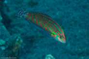 Garden Eels, Hawaii, USA;  1/200 sec at f / 14, 105 mm