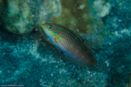 Garden Eels, Hawaii, USA;  1/200 sec at f / 14, 105 mm