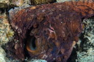 Garden Eels, Hawaii, USA;  1/200 sec at f / 14, 105 mm