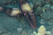 Garden Eels, Hawaii, USA;  1/200 sec at f / 14, 105 mm