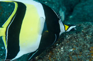 Garden Eels, Hawaii, USA;  1/200 sec at f / 14, 105 mm