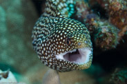 Garden Eels, Hawaii, USA;  1/200 sec at f / 11, 105 mm