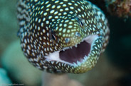 Garden Eels, Hawaii, USA;  1/200 sec at f / 11, 105 mm