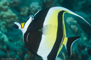 Garden Eels, Hawaii, USA;  1/200 sec at f / 11, 105 mm