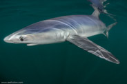 Shark Diving, Rhode Island, USA;  1/250 sec at f / 9,0, 11.5 mm