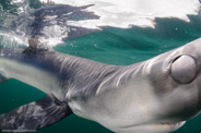 Shark Diving, Rhode Island, USA;  1/200 Sek. bei f / 9,0, 10 mm