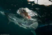 Shark Diving, Rhode Island, USA;  1/250 sec at f / 11, 13 mm