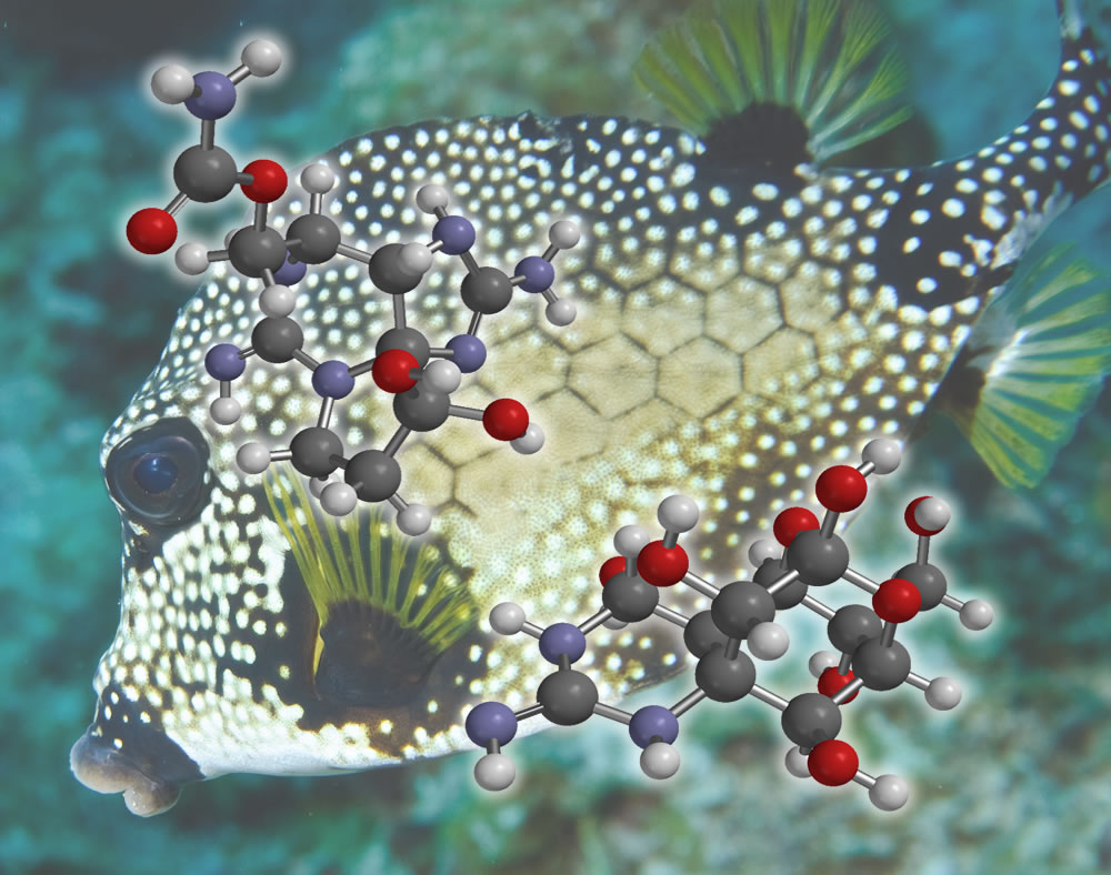 Marine Neurotoxins
