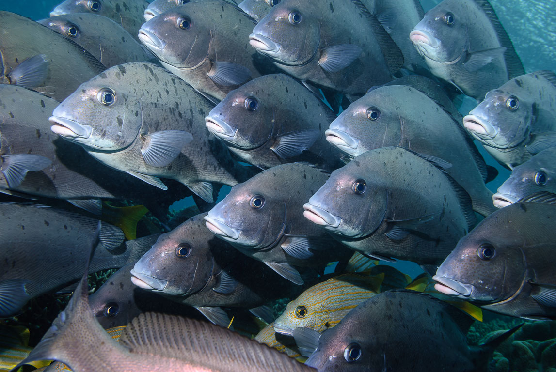 Eddy Reef